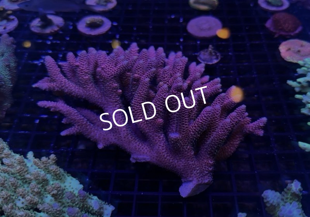 画像4:  IF Acropora Ultra No.91 (4)