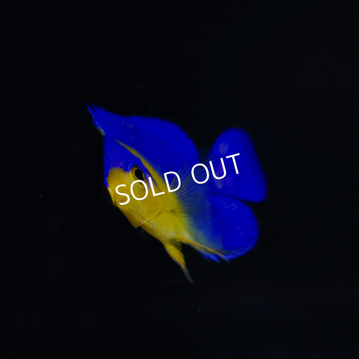 画像2: スミレヤッコ　S　八重山産　No.1 (2)