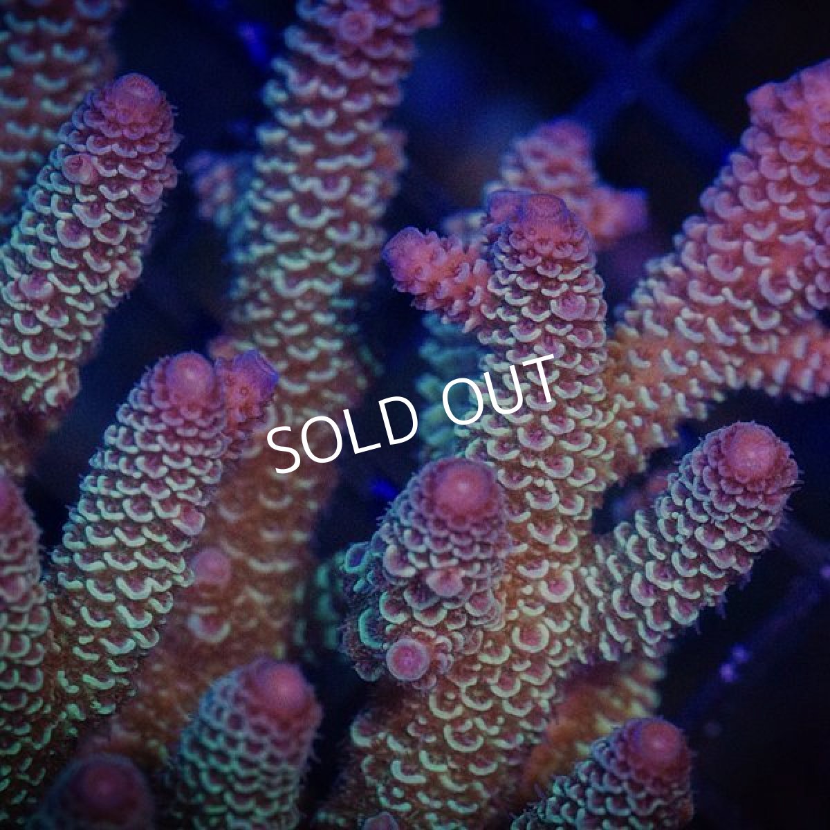 画像2:  IF Acropora Ultra No.92 (2)