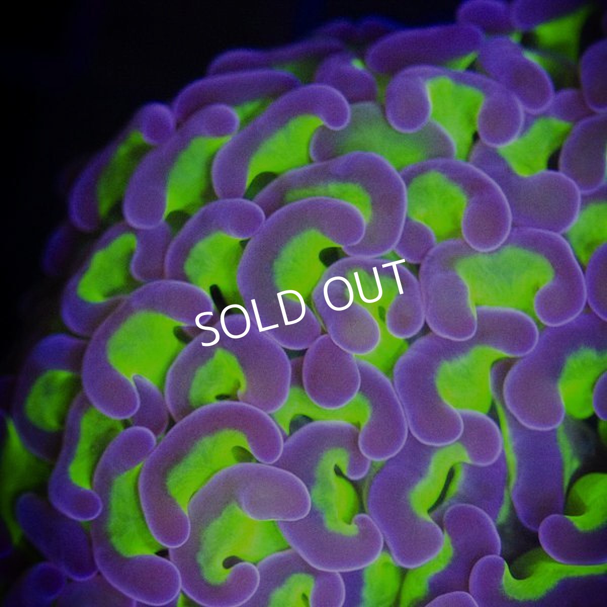 画像2: IF ナガレハナサンゴ　Ultra No.1 (2)