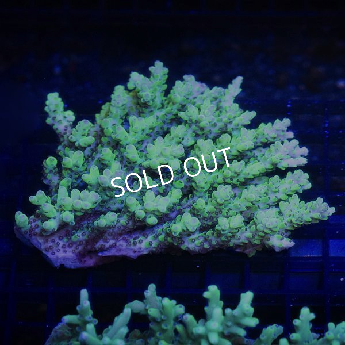 画像3:  IF Acropora Ultra No.94 (3)