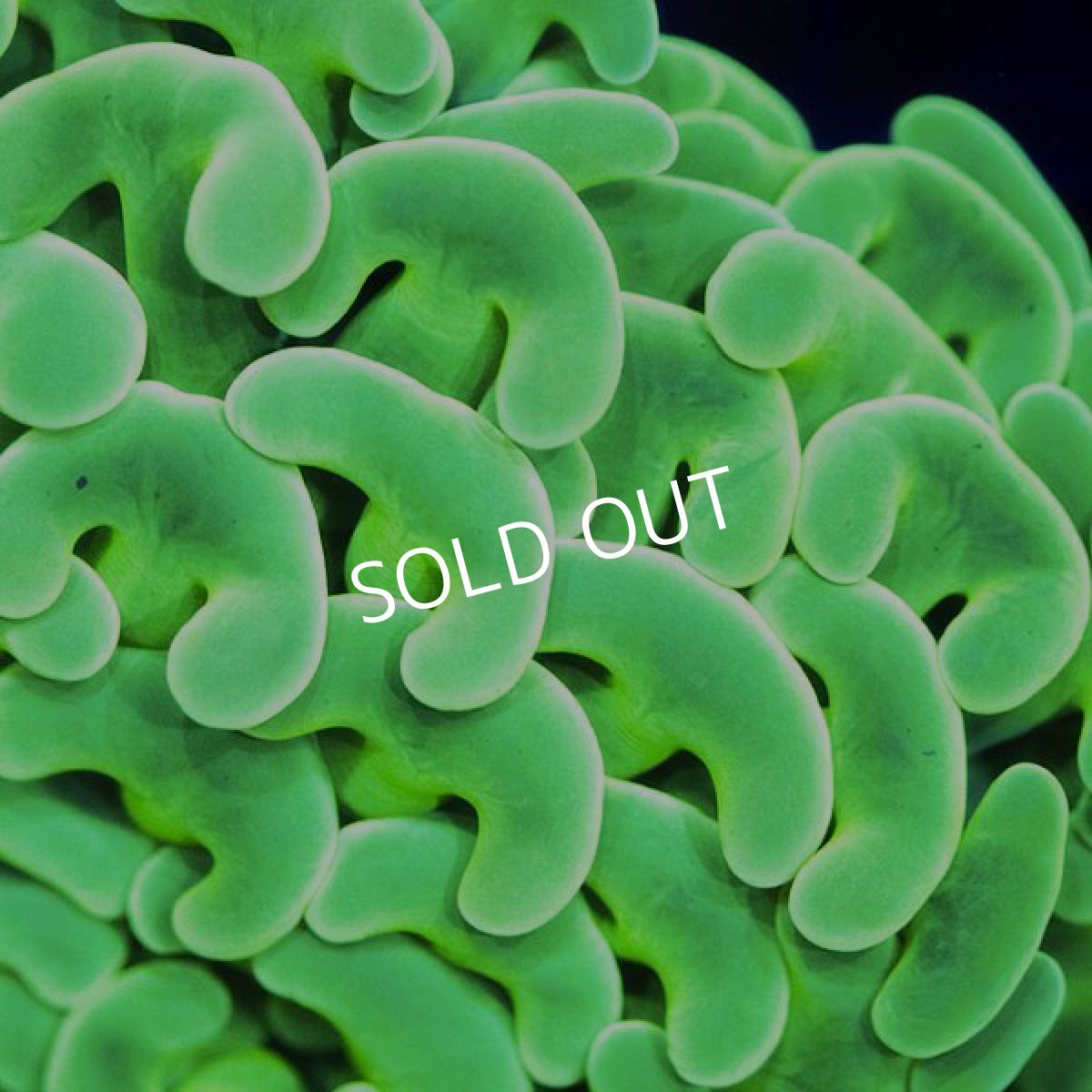 画像2: IF ナガレハナサンゴ Ultra Toxic Green (2)