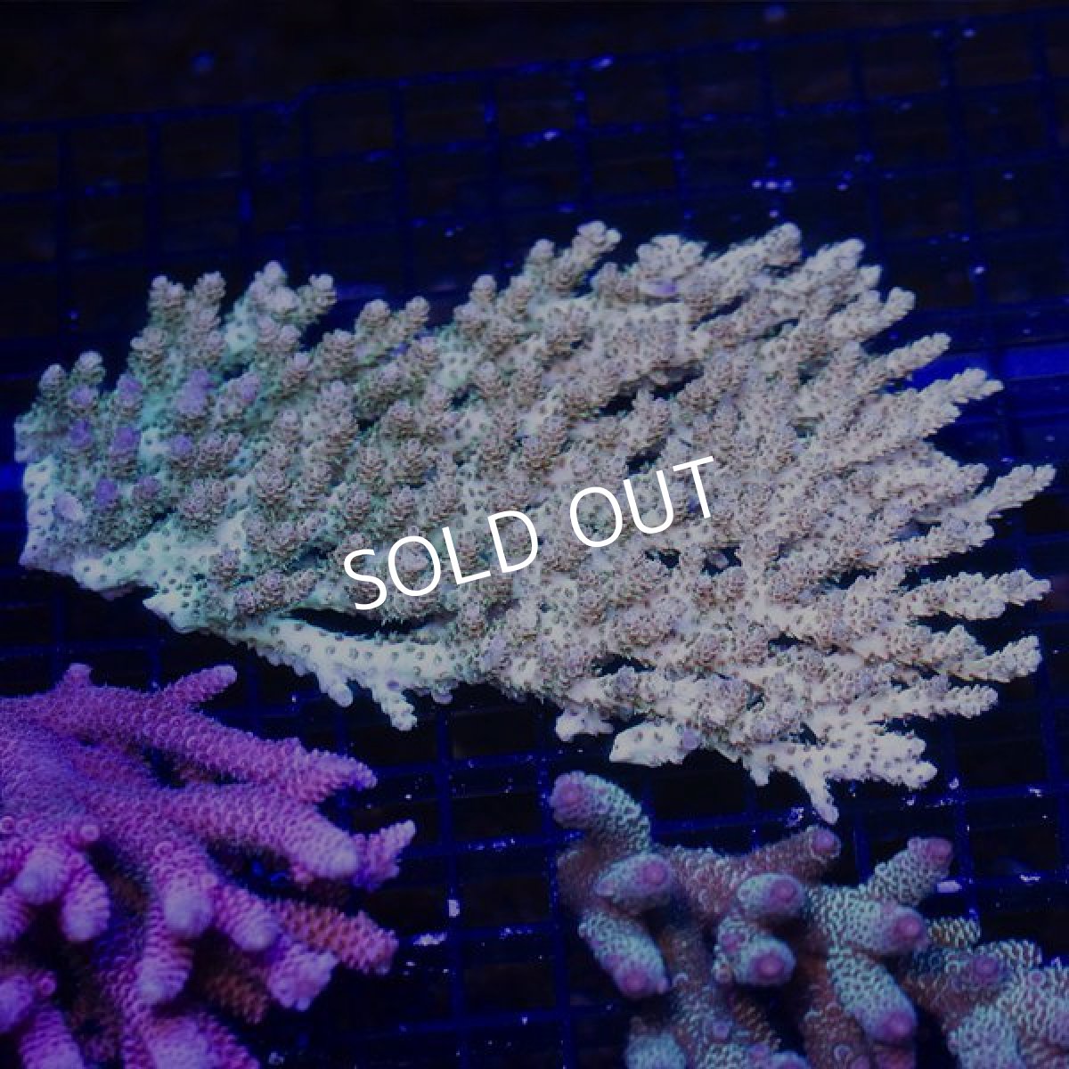 画像2: ■SALE■ IF Acropora Ultra No.90 (2)