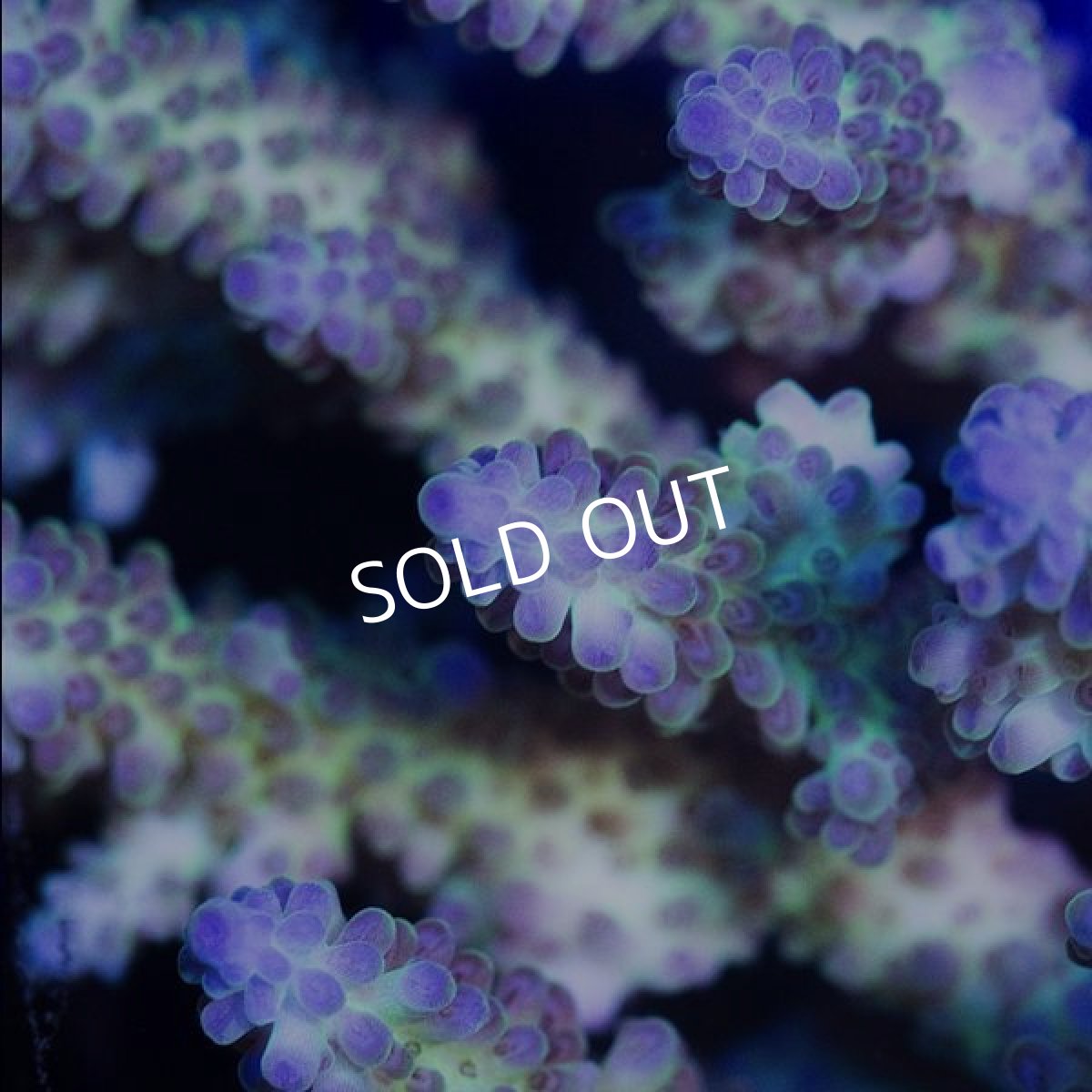 画像3:  ■SALE■IF Acropora Ultra No.98 (3)