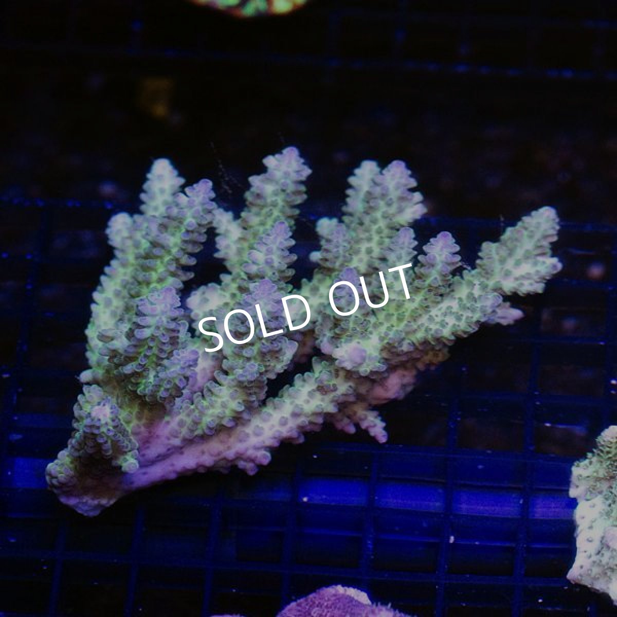 画像2:  ■SALE■IF Acropora Ultra No.98 (2)