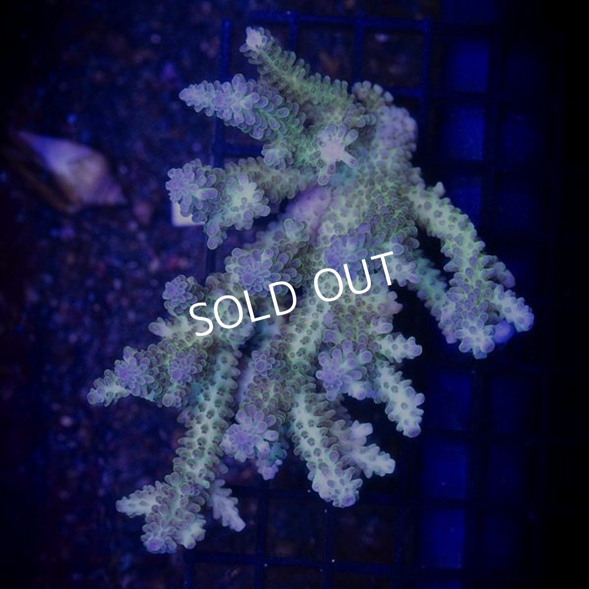 画像1:  ■SALE■IF Acropora Ultra No.98 (1)