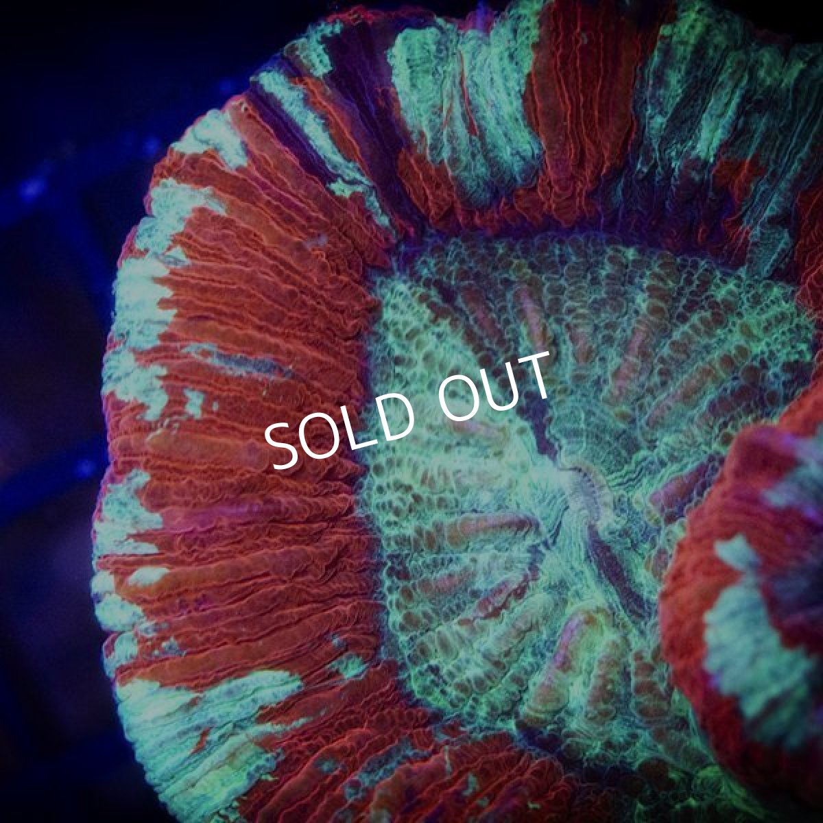 画像2: IF オオバナサンゴ　Red (2)