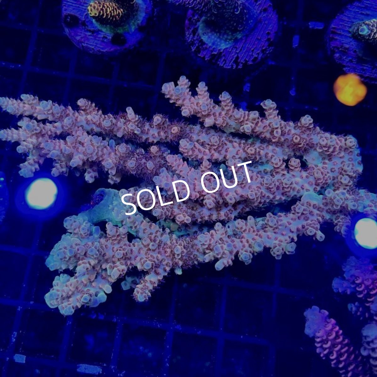 画像2:  ■SALE■IF Acropora Ultra No.100 (2)