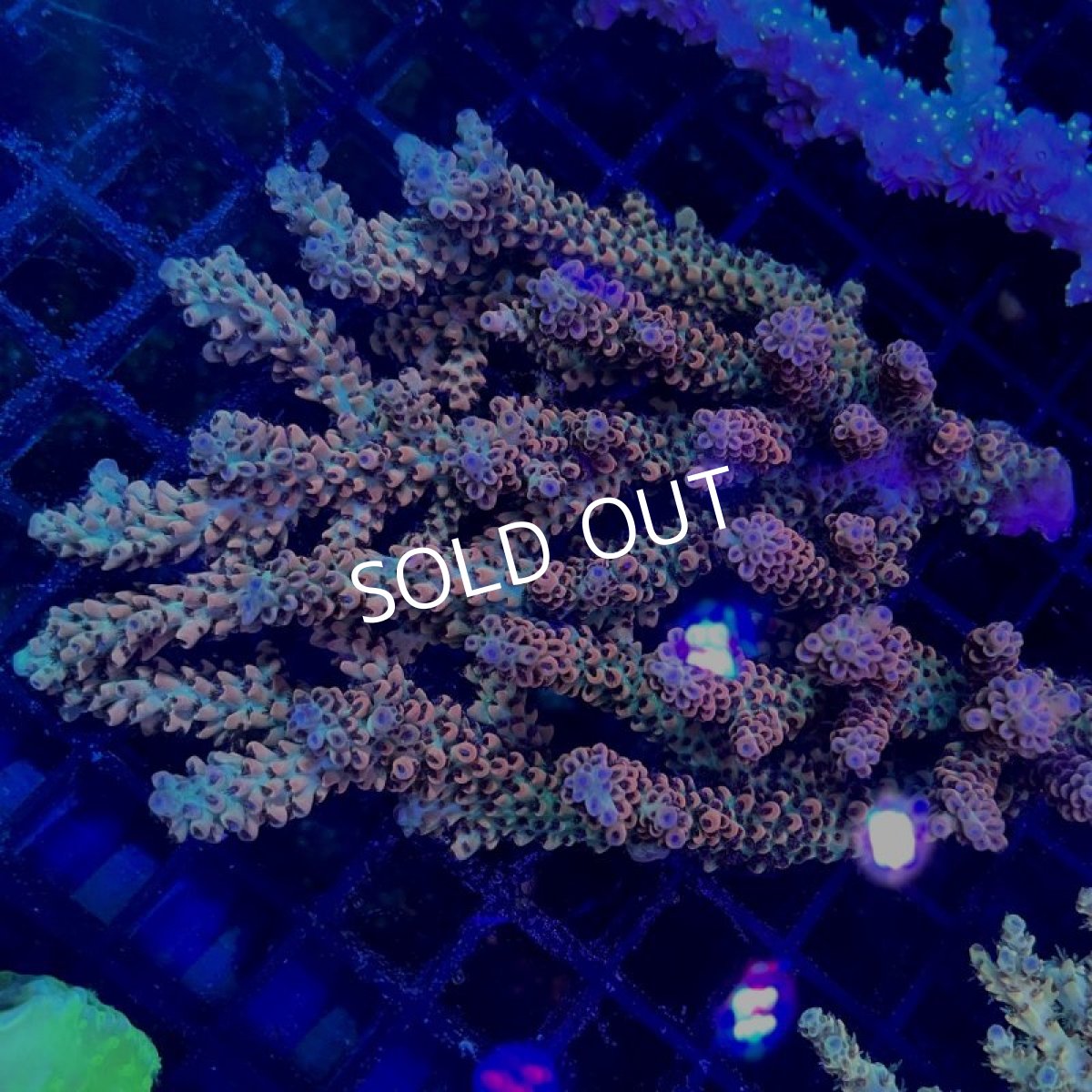 画像4:  IF Acropora Blazing Phoenix (4)