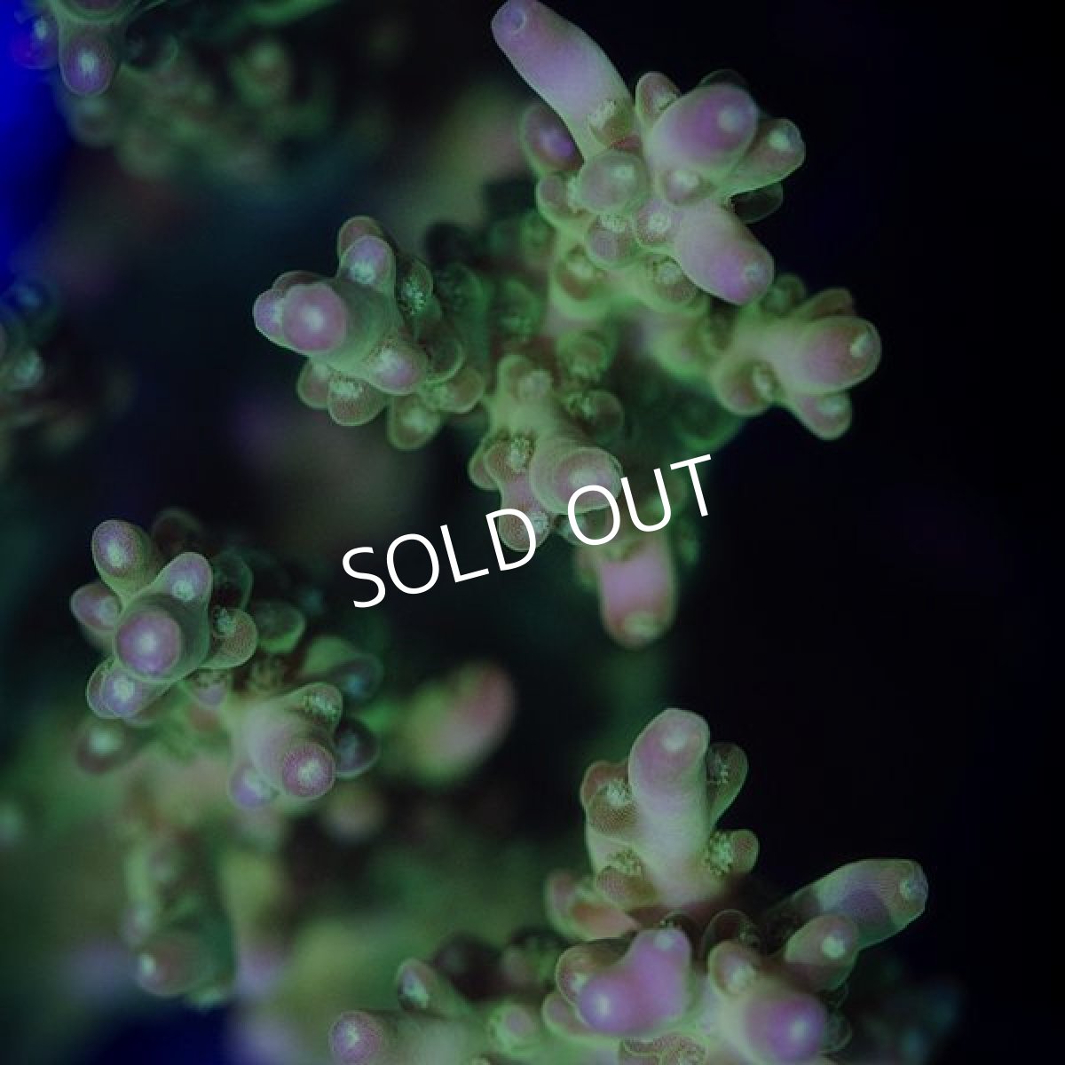 画像2: ■SALE■ IF Acropora Ultra No.103 (2)