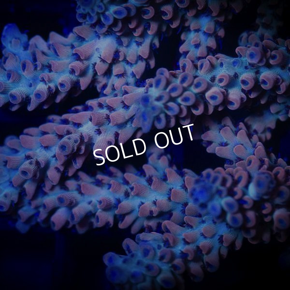 画像2:  IF Acropora Blazing Phoenix (2)