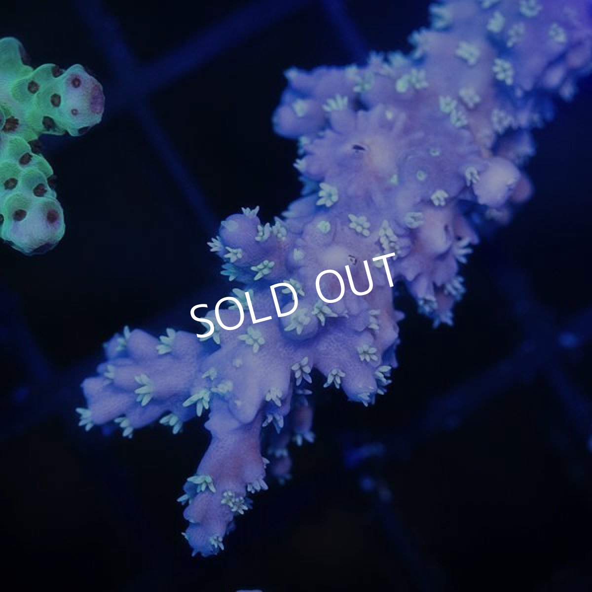 画像2:  IF Acropora Ultra No.102 (2)