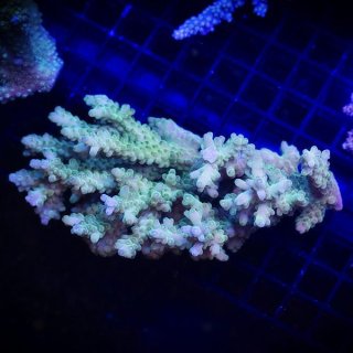 【★】特大　オオバナサンゴ No.1 オオタバサンゴ メタリックツートンを買うならアクア