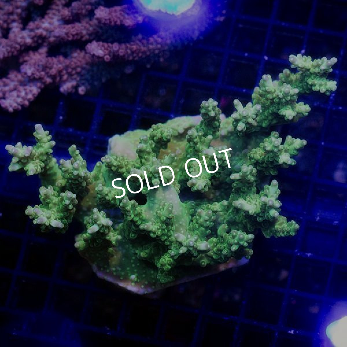 画像1: ■SALE■ IF Acropora Ultra No.103 (1)