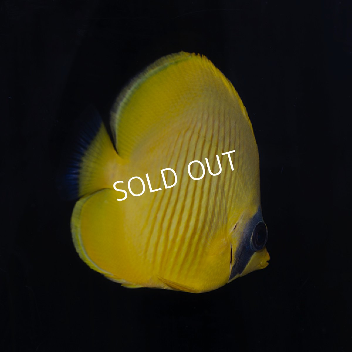 画像2: ゴールデンバタフライ S  (2)