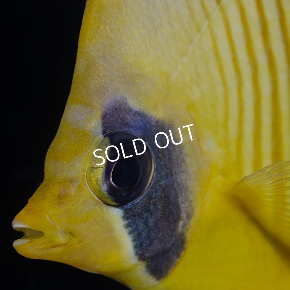 画像3: ゴールデンバタフライ S  (3)