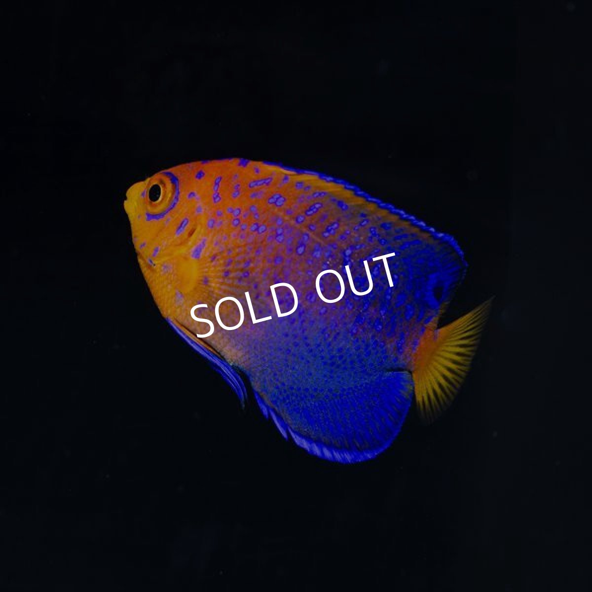 画像3: ■SALE■ レンテンヤッコ SM No.2 (3)