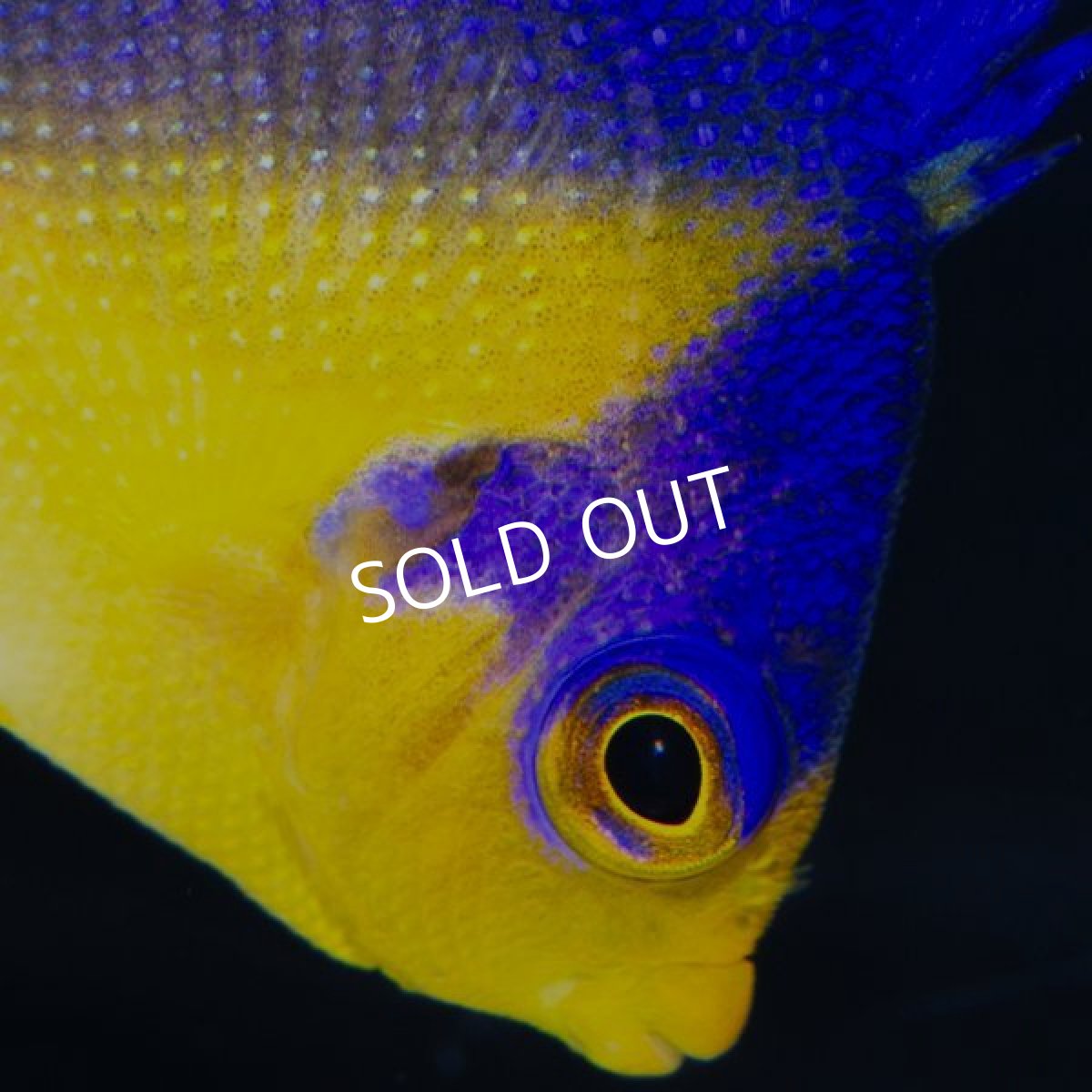 画像4: スミレヤッコ　S　八重山産　No.1 (4)