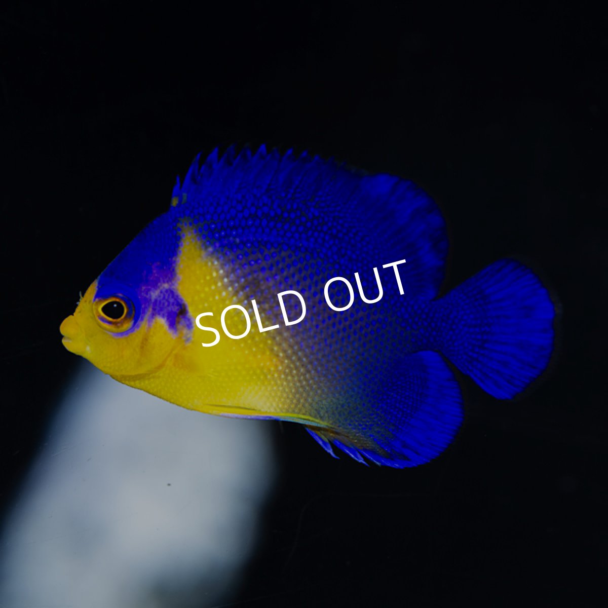 画像3: スミレヤッコ　S　八重山産　No.2 (3)