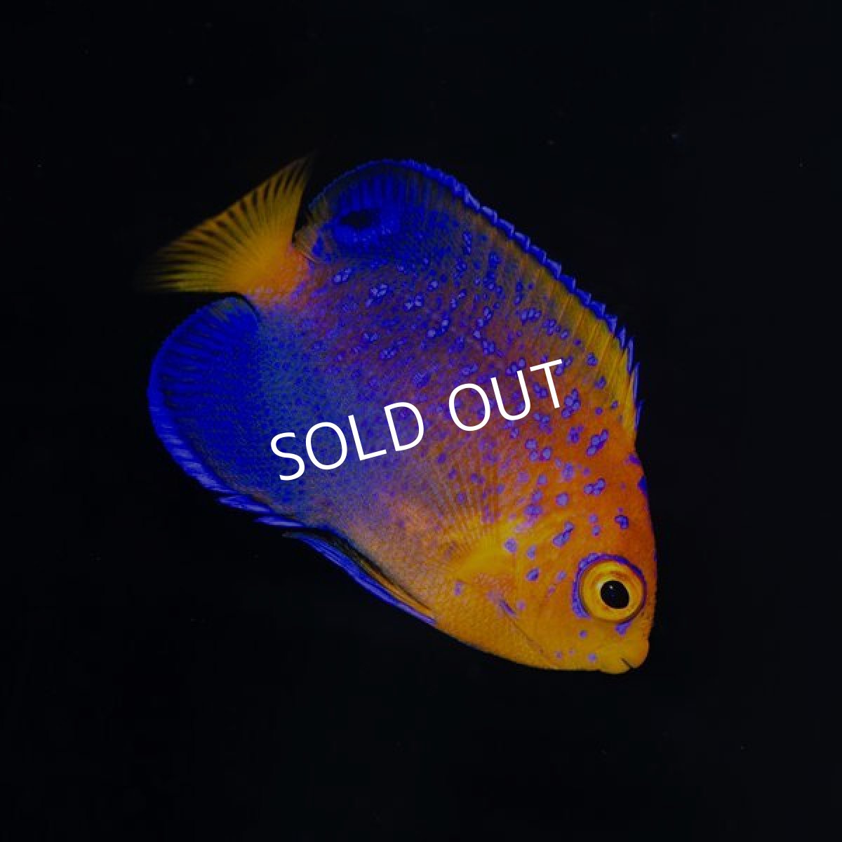 画像2: ■SALE■ レンテンヤッコ SM No.2 (2)