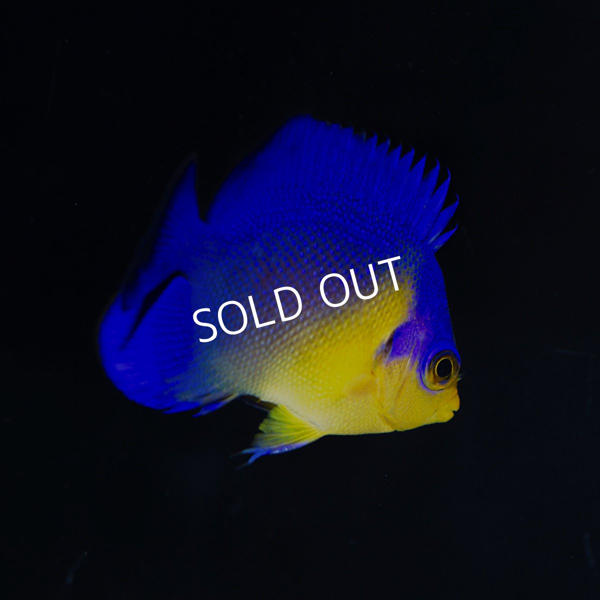 画像3: スミレヤッコ　S　八重山産　No.1 (3)