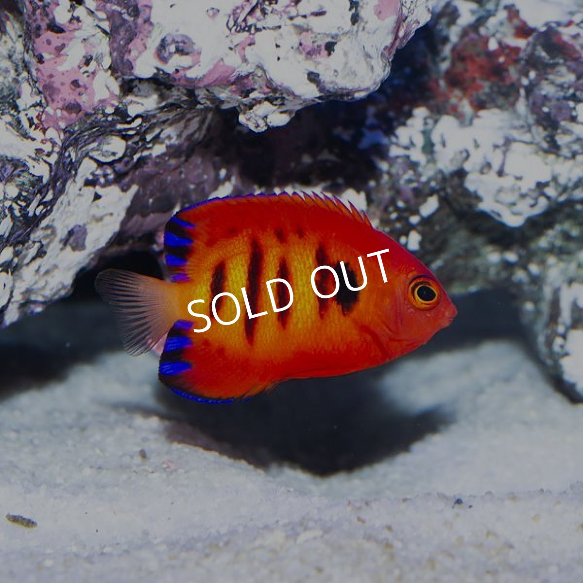 画像3: フレームエンゼル S　No.1 (3)