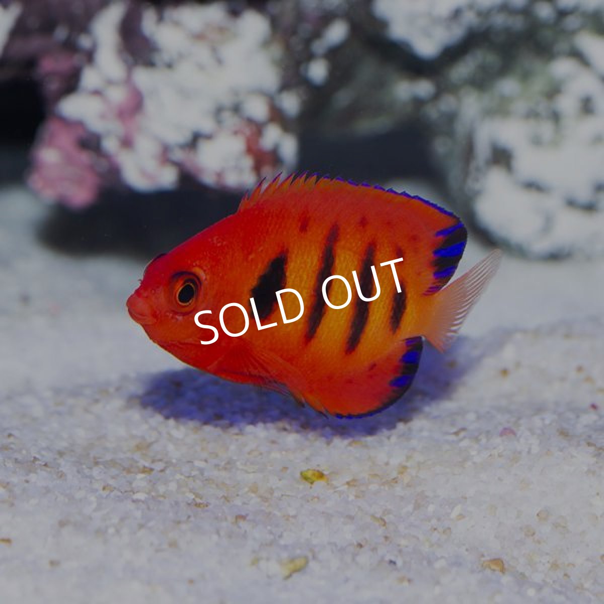 画像4: フレームエンゼル S　No.1 (4)