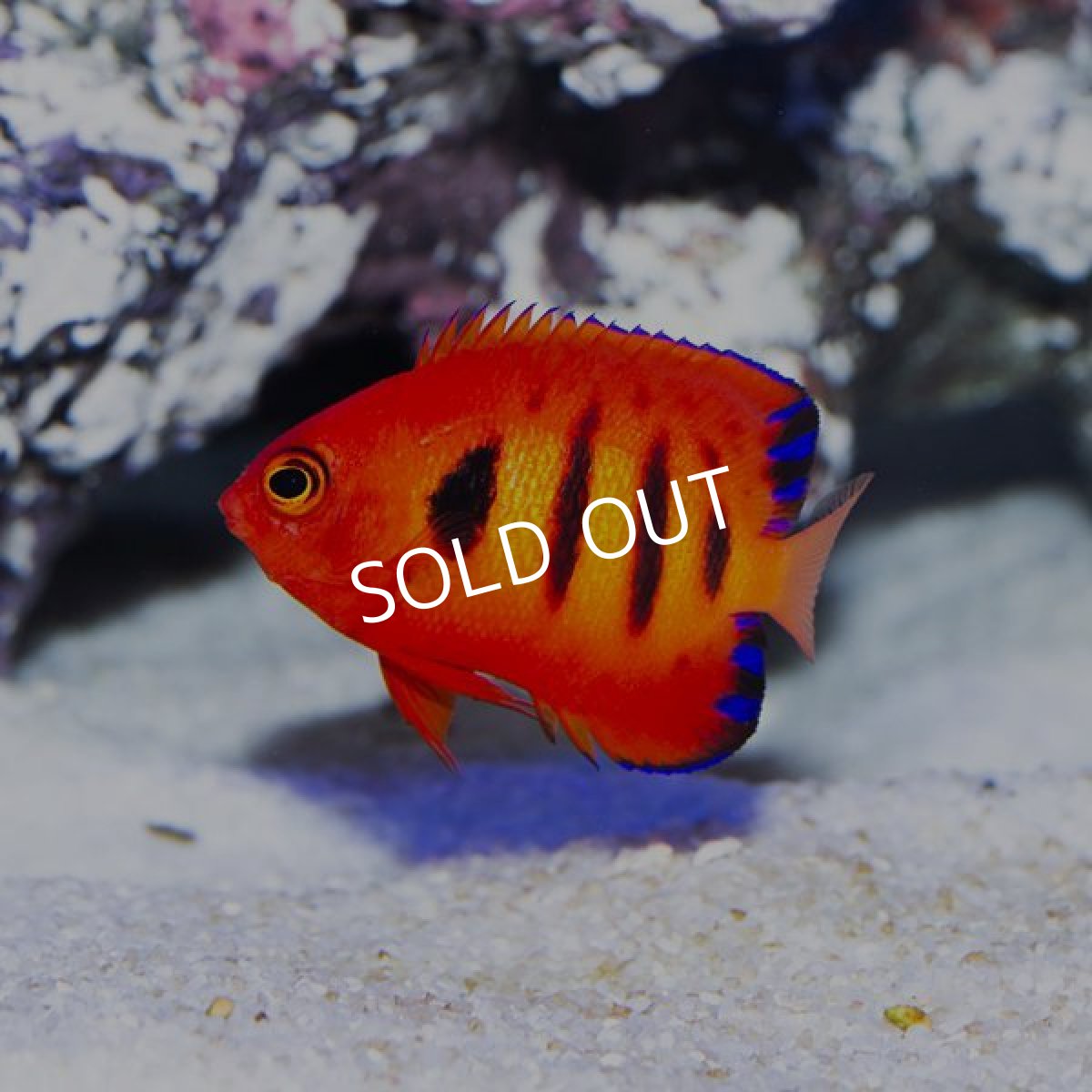 画像2: フレームエンゼル S　No.1 (2)