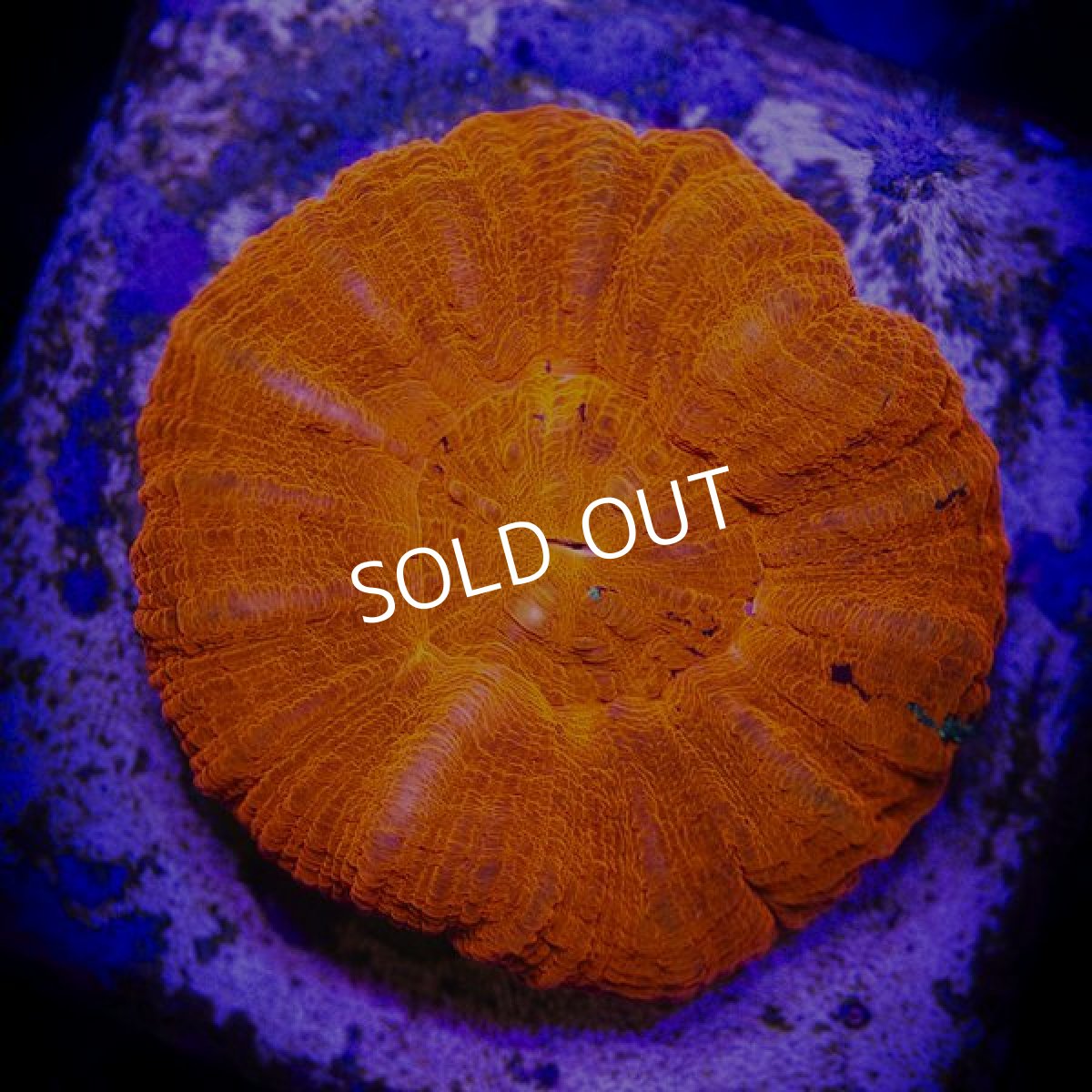 画像2:  IF スコリミア Red (2)