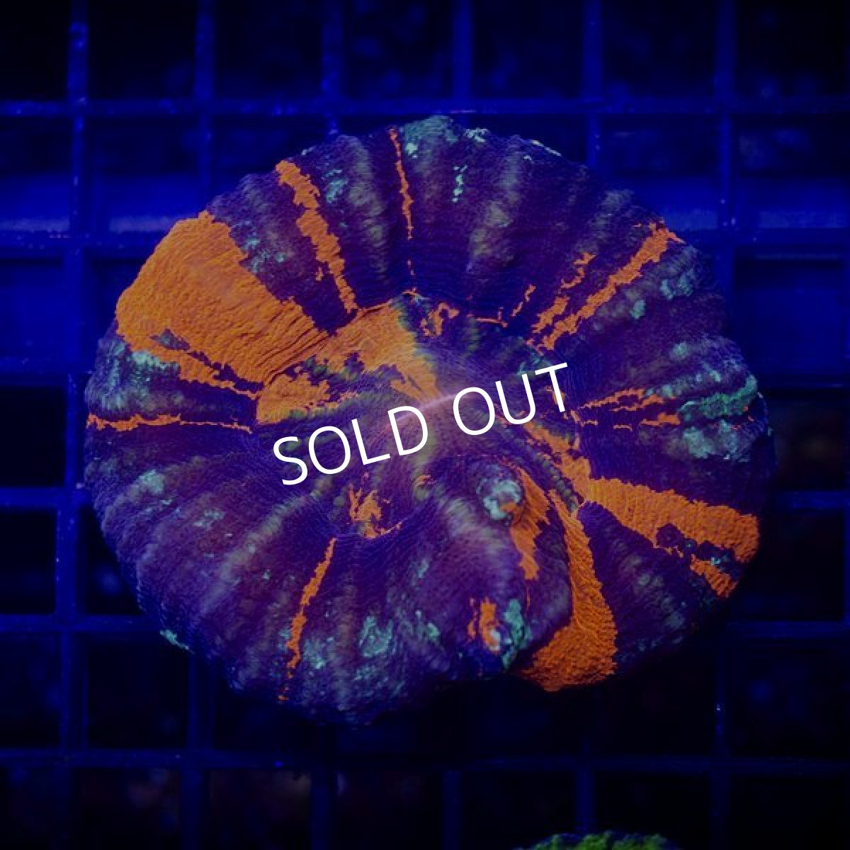 画像2:  IF スコリミア War Paint (2)