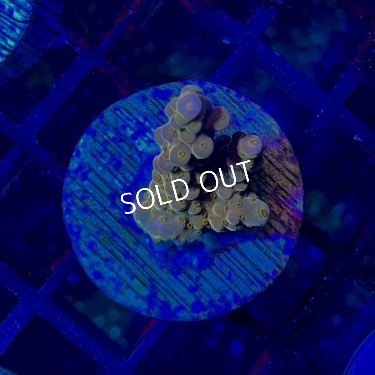 画像2: CE Acro Fireworks Purple No.2 (2)