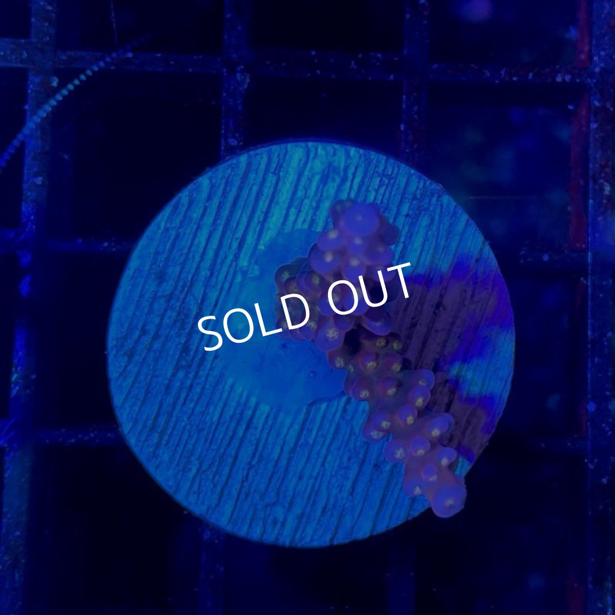 画像2: CE Acro Fireworks Purple No.1 (2)