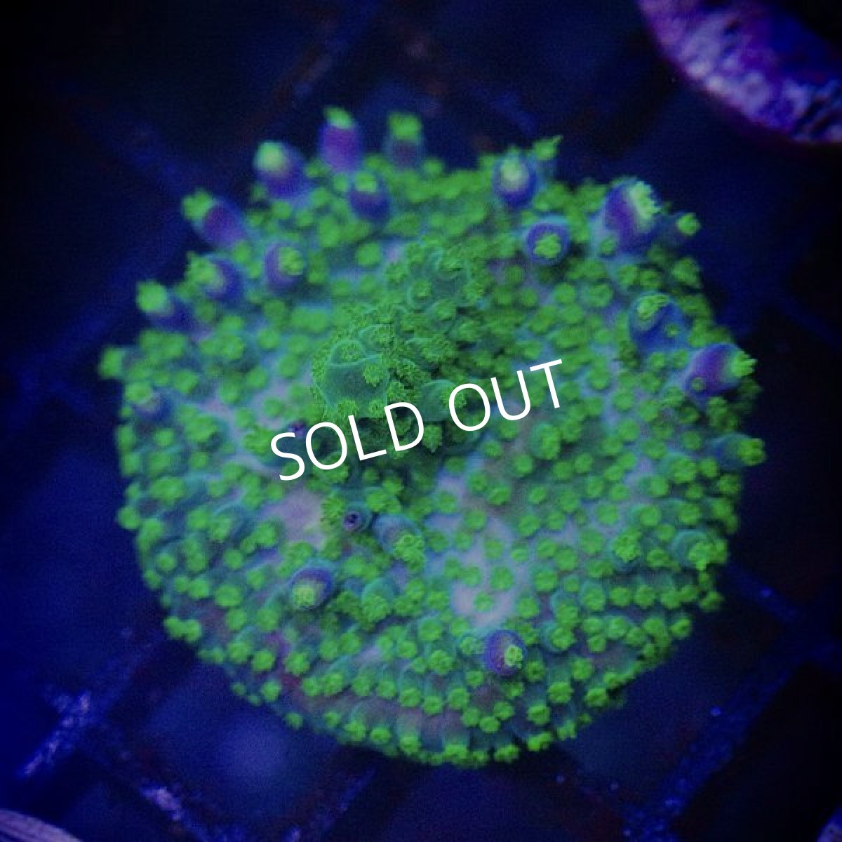 画像2: CE Acro Green Purple Meanie (2)