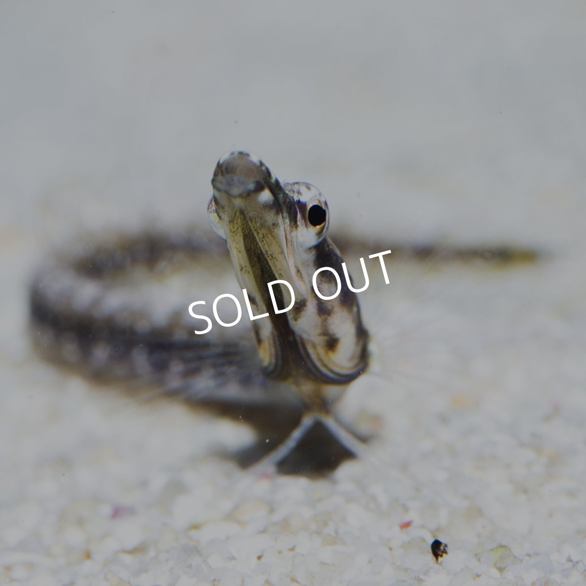 画像3: ■SALE■ パイクブレニー　カリブ (3)