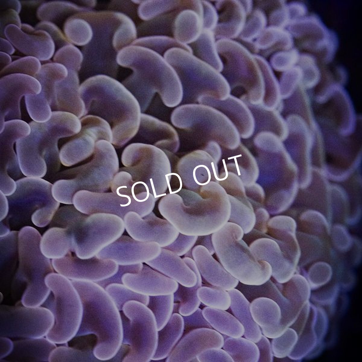 画像2: IF ナガレハナサンゴ　 No.12 (2)