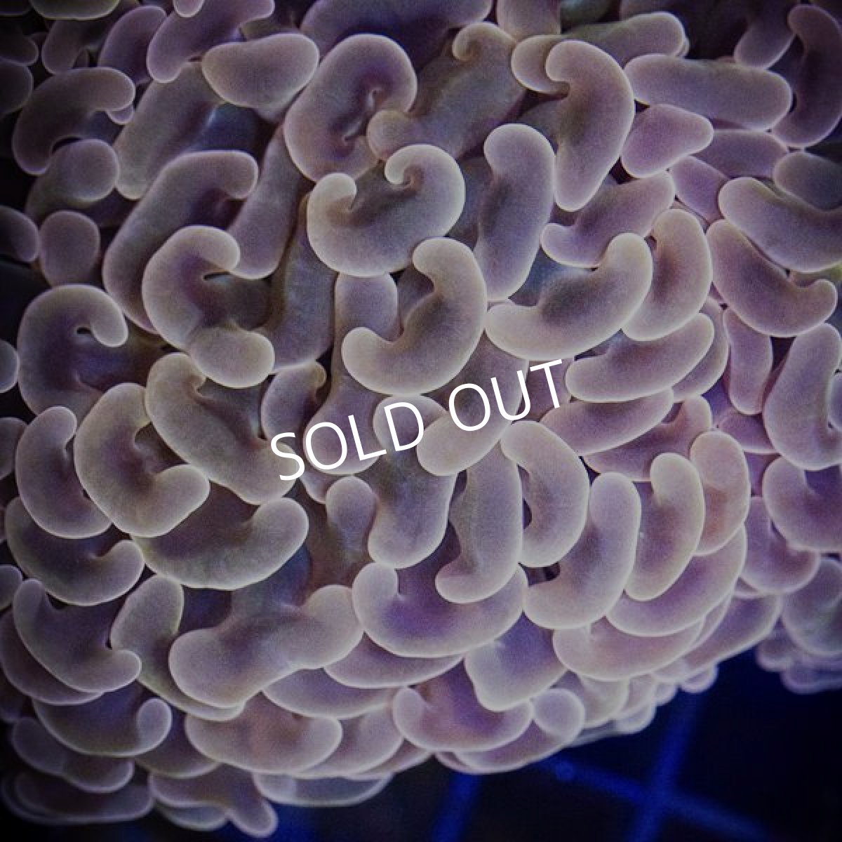 画像3: IF ナガレハナサンゴ　 No.12 (3)