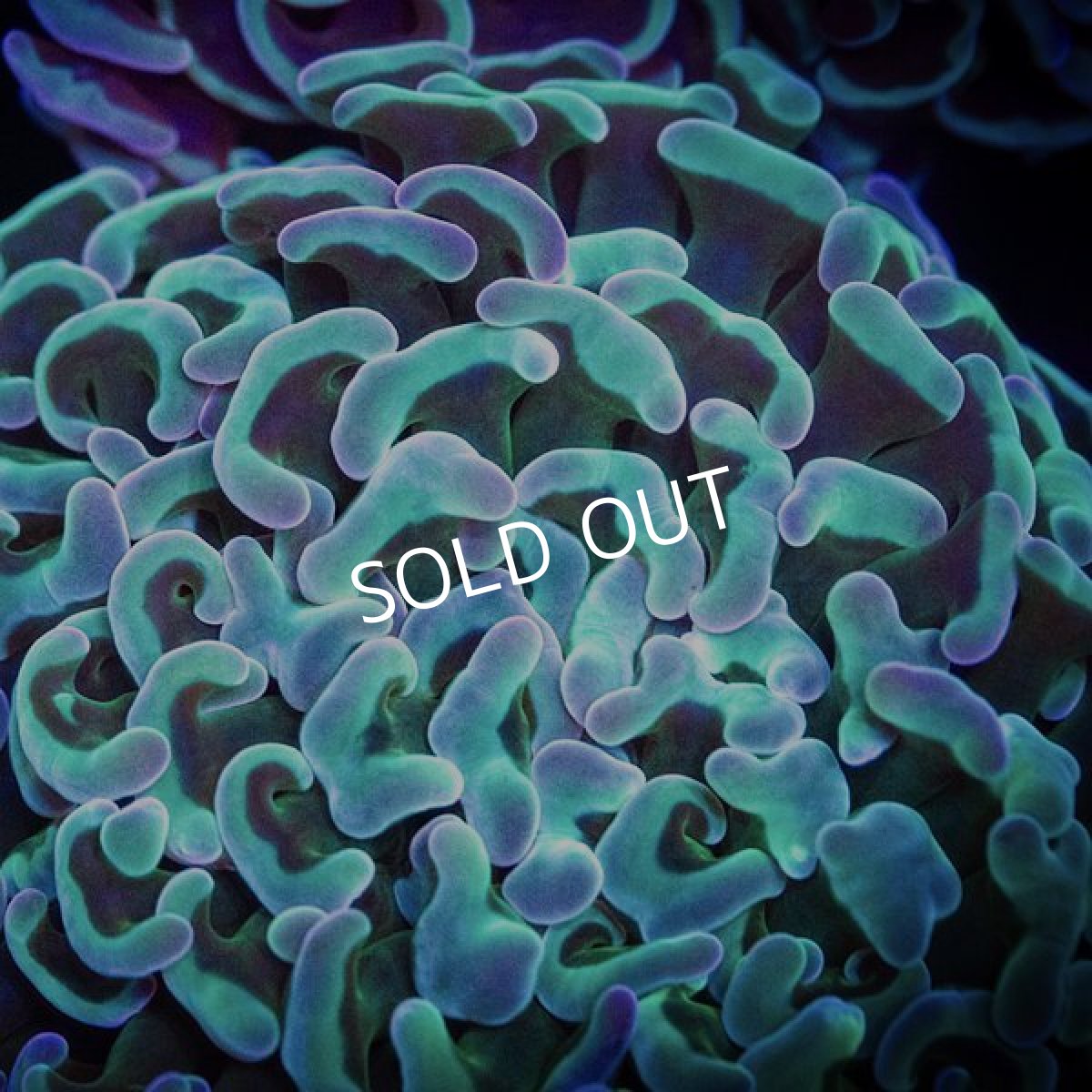 画像2: IF ナガレハナサンゴ　 No.15 (2)