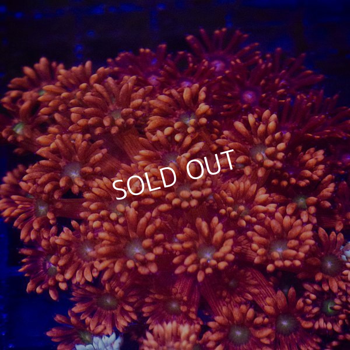 画像3: ■SALE■ IF ハナガササンゴ　Ultra Frag (3)