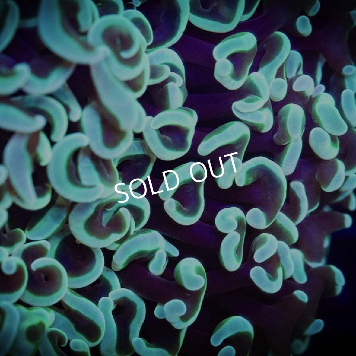 画像2: IF ナガレハナサンゴ  No.16 (2)