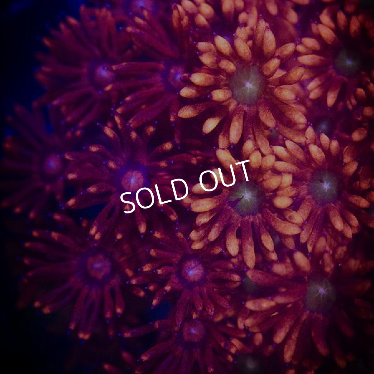 画像2: ■SALE■ IF ハナガササンゴ　Ultra Frag (2)