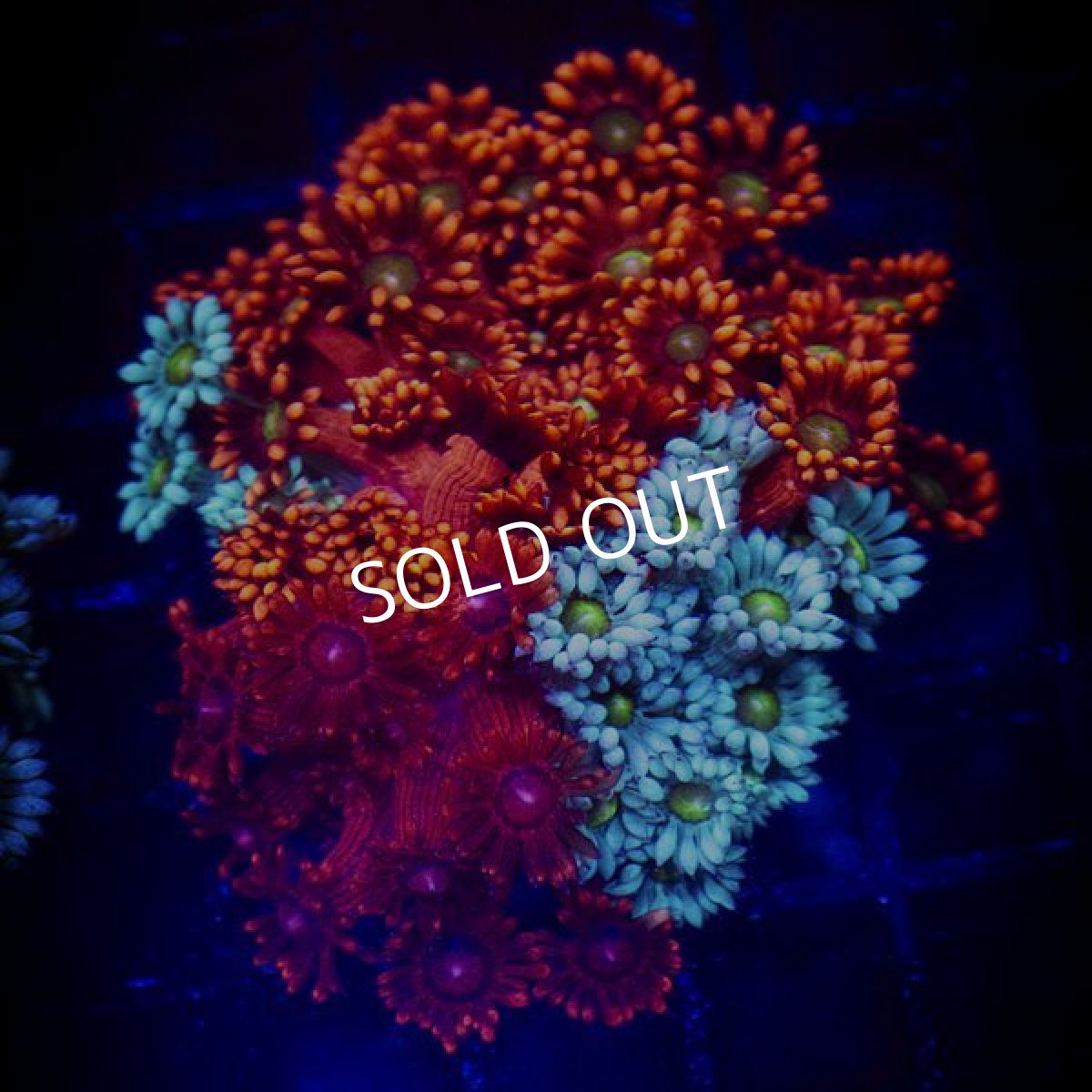 画像3: ■SALE■ IF ハナガササンゴ　Ultra Frag Tricolor (3)