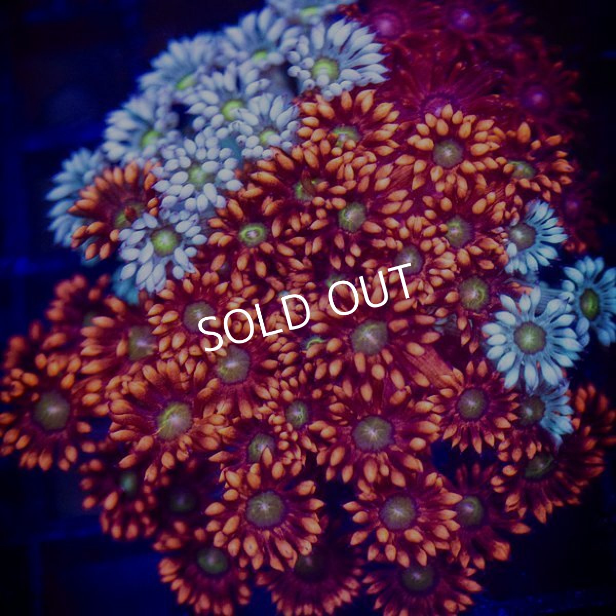 画像2: ■SALE■ IF ハナガササンゴ　Ultra Frag Tricolor (2)