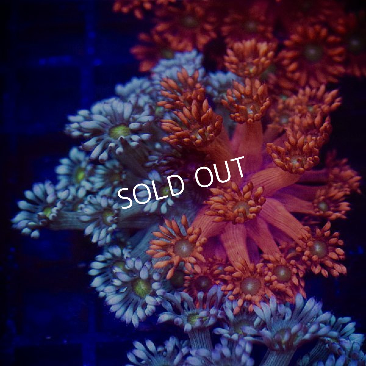 画像2: ■SALE■IF ハナガササンゴ　Ultra Frag Bicolor (2)