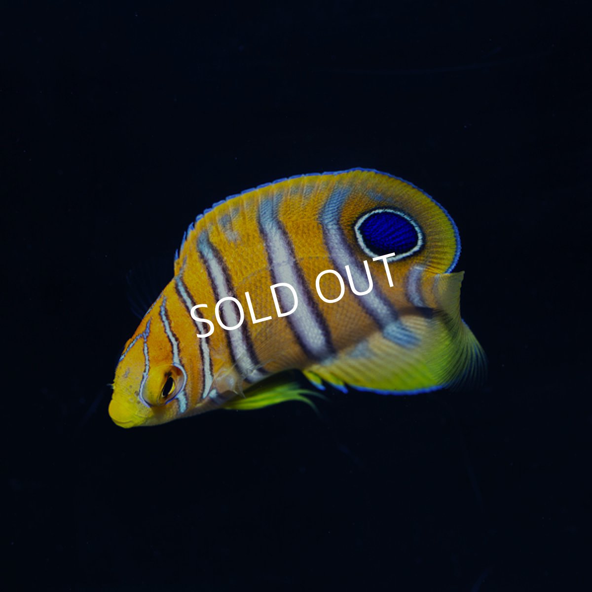 画像2: ニシキヤッコ　八重山産 (2)