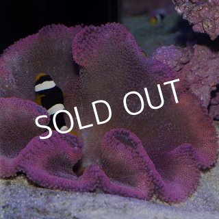 ハタゴイソギンチャク ブルー【セブ産】 | 海水魚図鑑（過去入荷