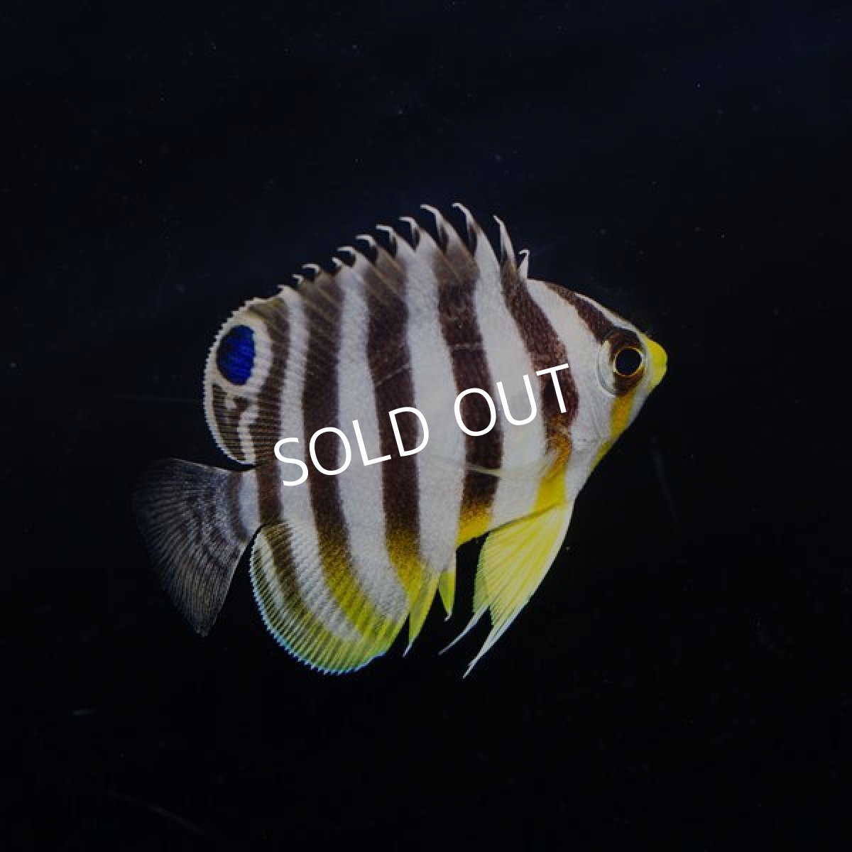 画像3: シマヤッコ 国産ブリード  (3)