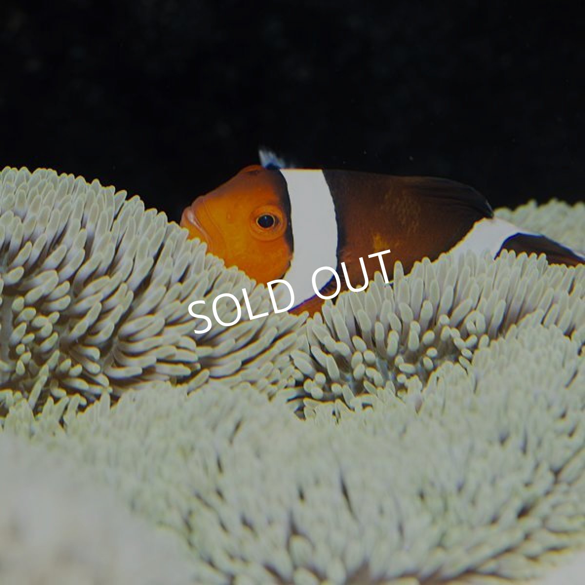 画像2: ■SALE■ ハタゴイソギンチャク 沖縄 No.2 (2)