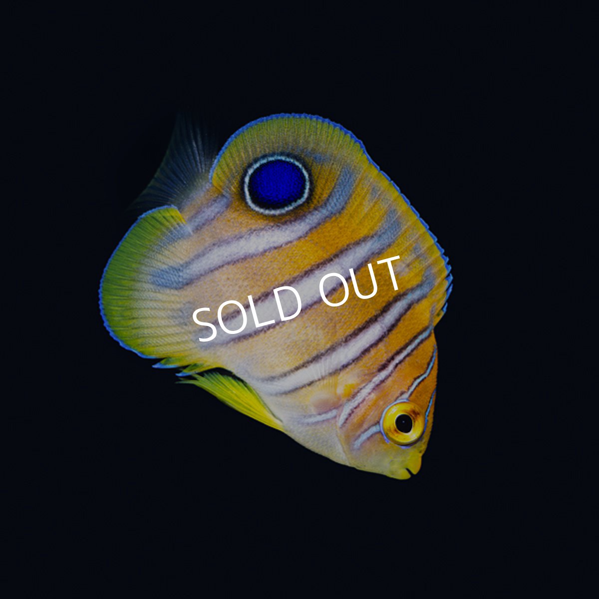 画像3: ニシキヤッコ　八重山産 (3)