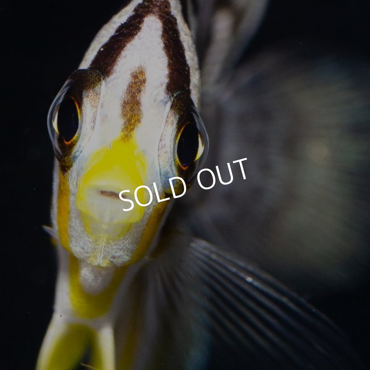 画像4: ニシキヤッコ　八重山産 (4)