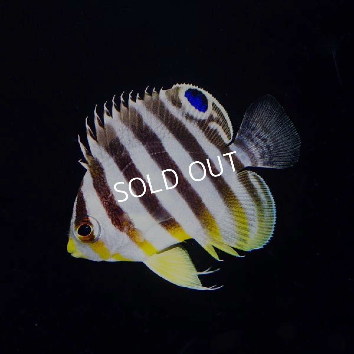 画像2: シマヤッコ 国産ブリード  (2)